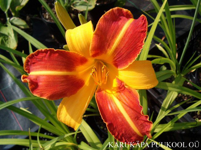 Hemerocallis2.jpg
