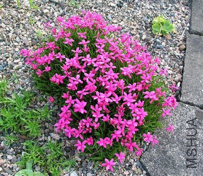 rhodohypoxis_e_a_bowles.jpg