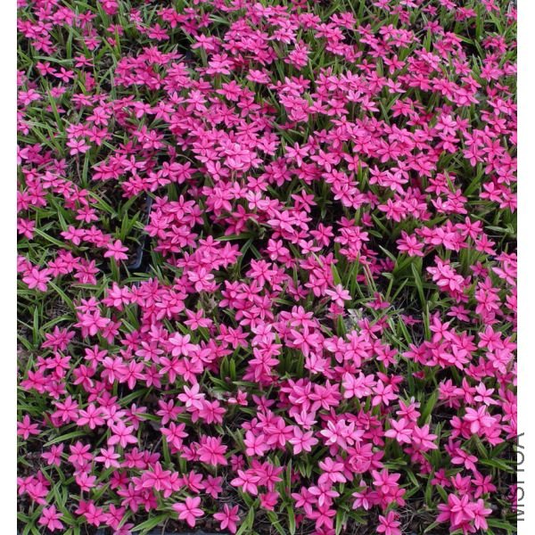 lot_de_4_rhodohypoxis_2_apple_blossom_+_2_mi-1.jpg