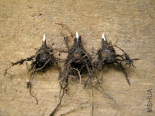 Rhodohypoxis rhizomes starting to grow.jpg