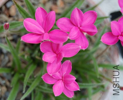 Rhodohypoxis_baurii.jpg