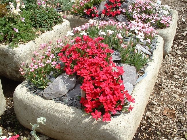 Rhodohypoxis2.jpg