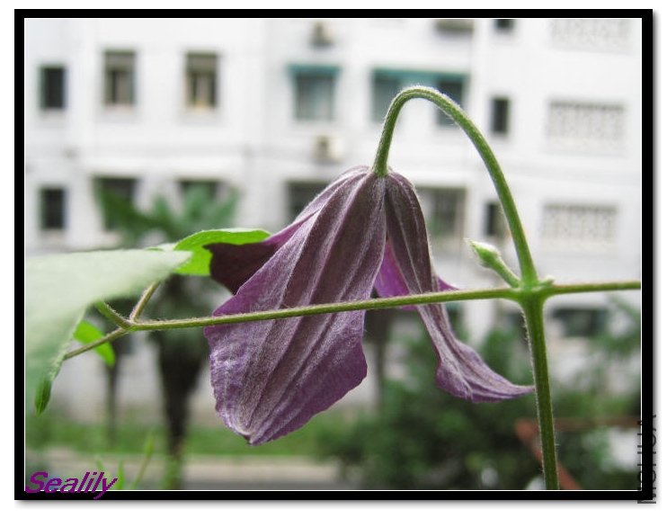 2009-08-17 С�Ŀ���-do.jpg