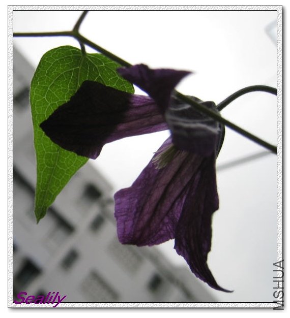 2009-08-17 С��-do.jpg