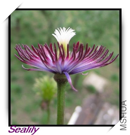 2009-08-17 �ڶ�����ͳ����-do.jpg