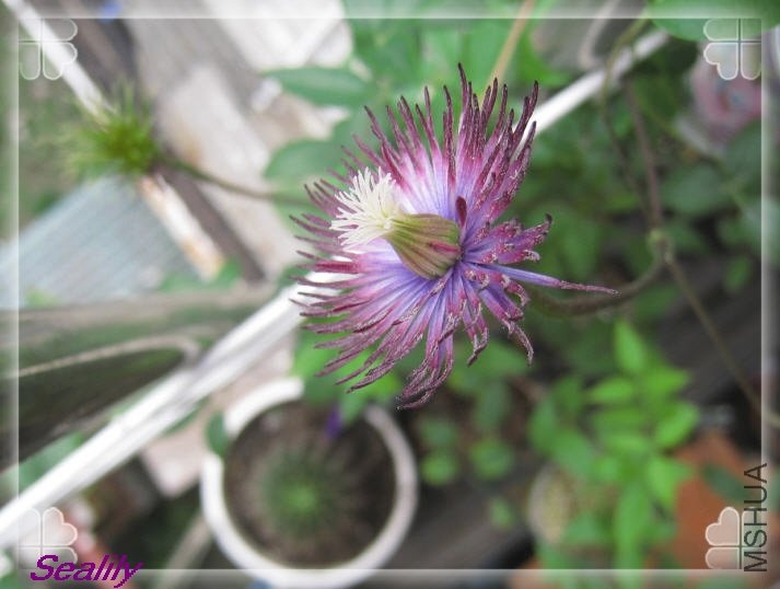 2009-08-17 �ڶ�����ͳ����͵�һ���ּ�-do.jpg