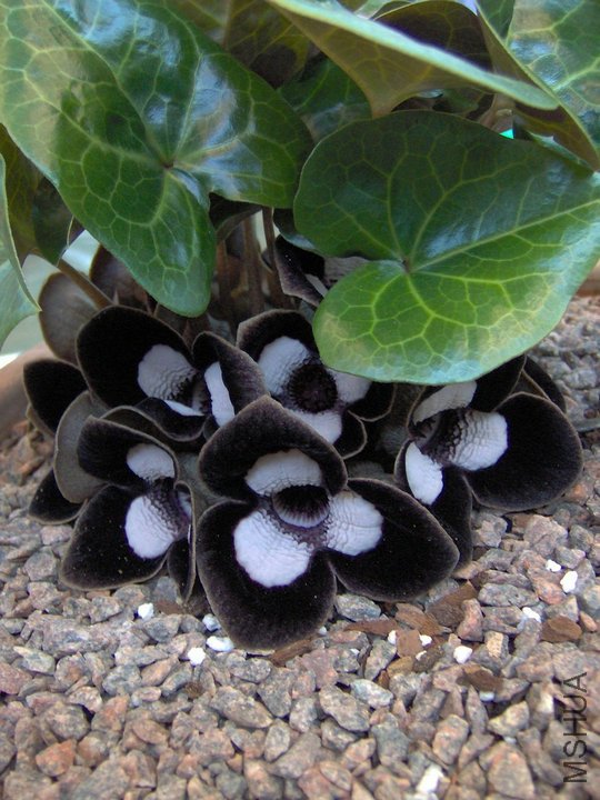 Asarum20maximum2.jpg