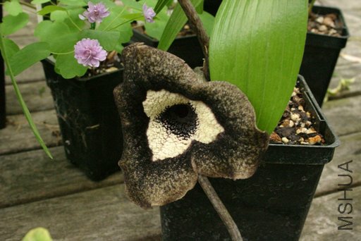 Asarum20nobilissimum2003582_RJ.jpg