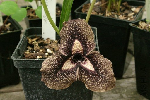 Asarum20nobilissimum2003580_RJ.jpg
