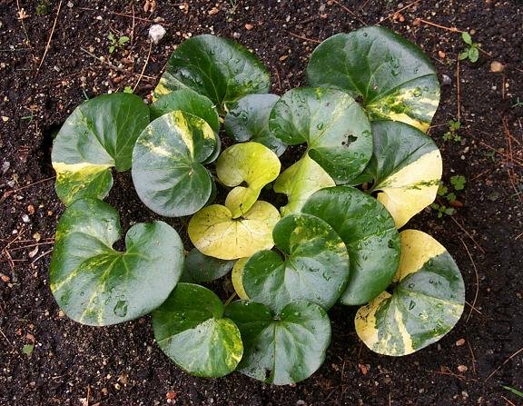 Asarum_eur_Sukey_Saito_fol.jpg
