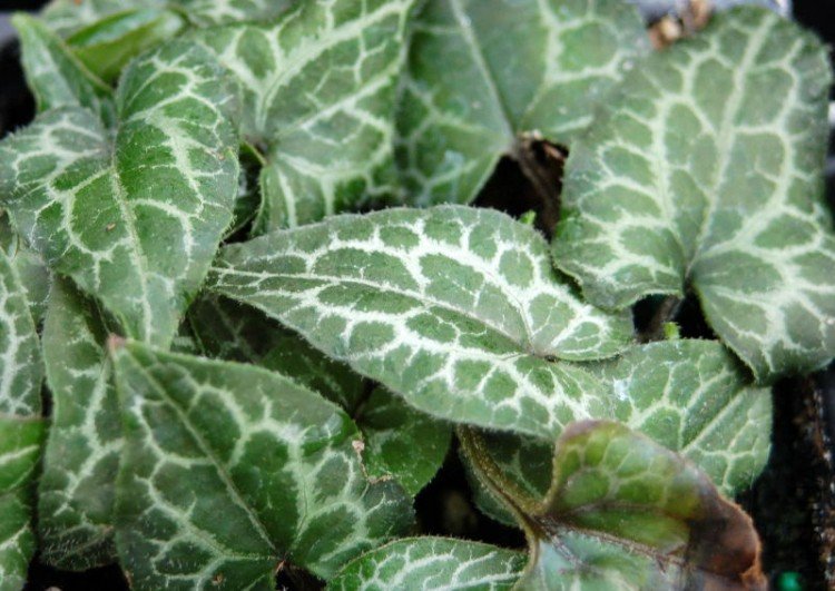 AsarumepigynumSilverWeb001.jpg