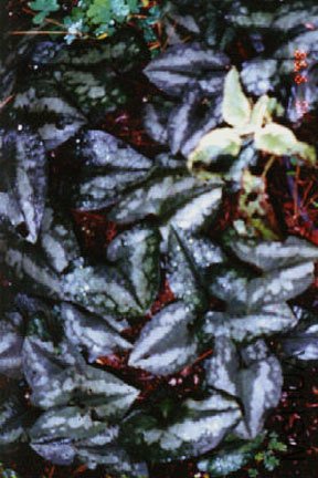 pg07v_asarum_splendons.jpg