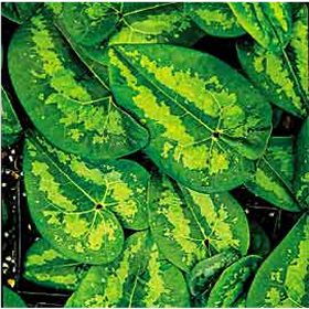asarum-lingling.jpg