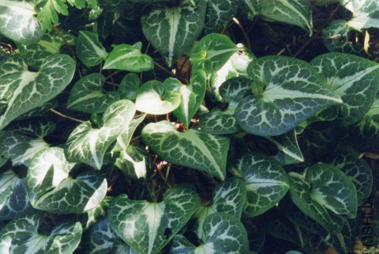 Asarum_hartwegii_Pat.jpg
