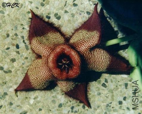 images.google.cn__stapelia_barklyi_riethuis.jpg