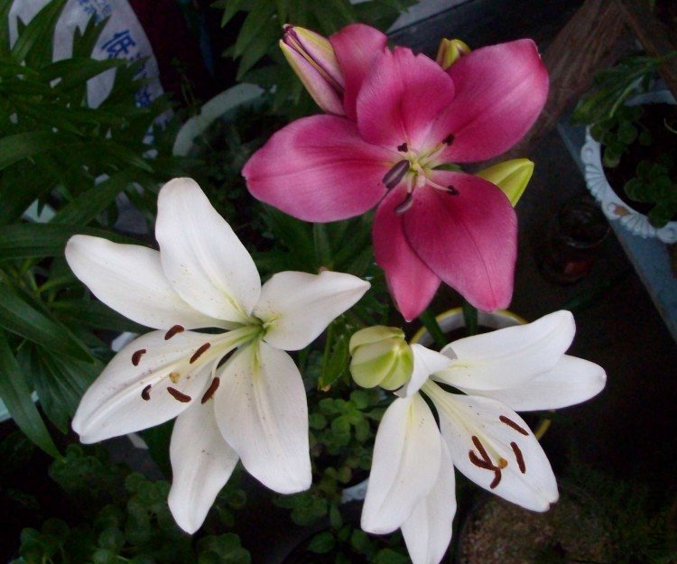 ��ɫ���Ǻ�о