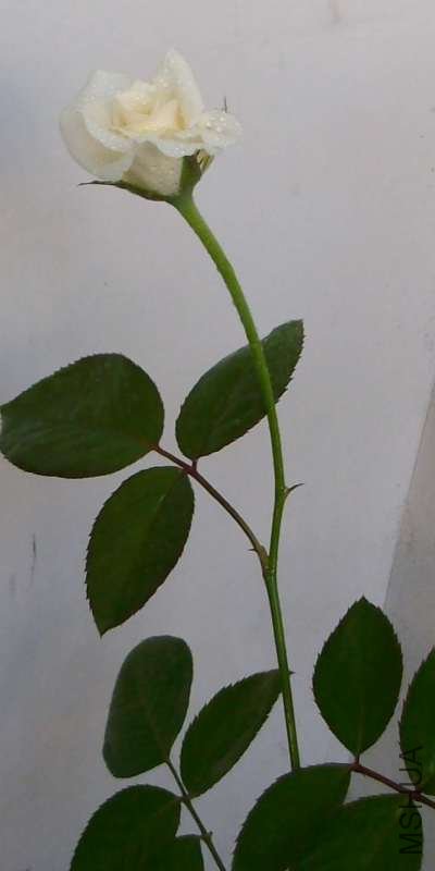 ����ѩɽ���ĵĻ���õ�һ��