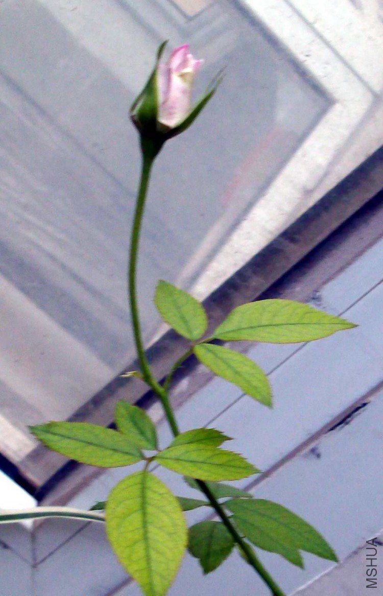 ��˿����ͼ���Ҵ�������Щʧ����