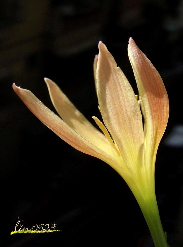 Zephyranthes San Antonio.JPG