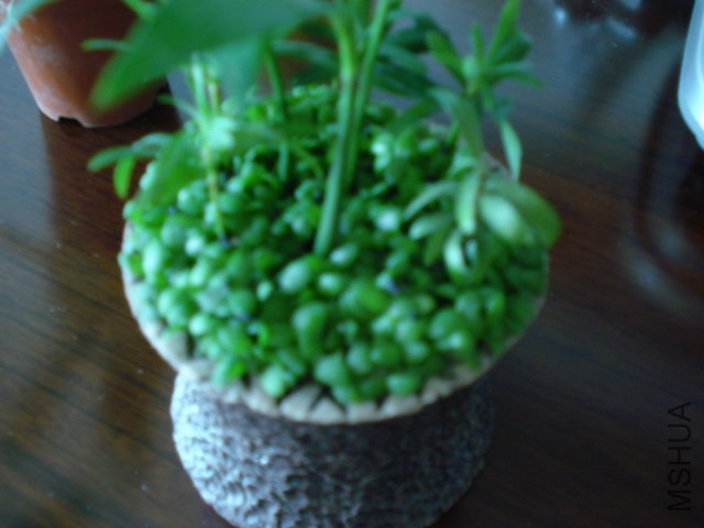 DSC03704.JPG