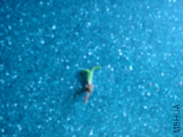 DSC03703.JPG