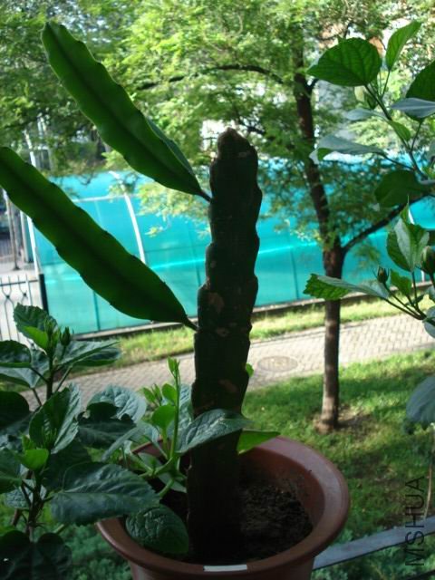 DSC03687.JPG
