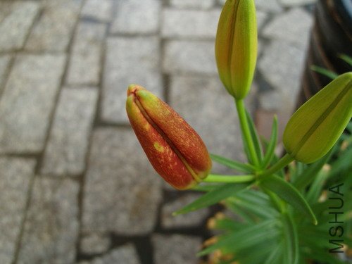 ����,��ϧֻ���������л���,������ϲ������!