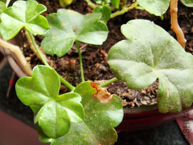 nEO_IMG_DSC02149.jpg