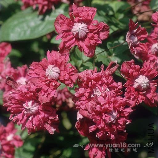 Purpurea Plena Elegans 11.jpg