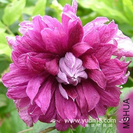 Purpurea Plena Elegans 8.jpg