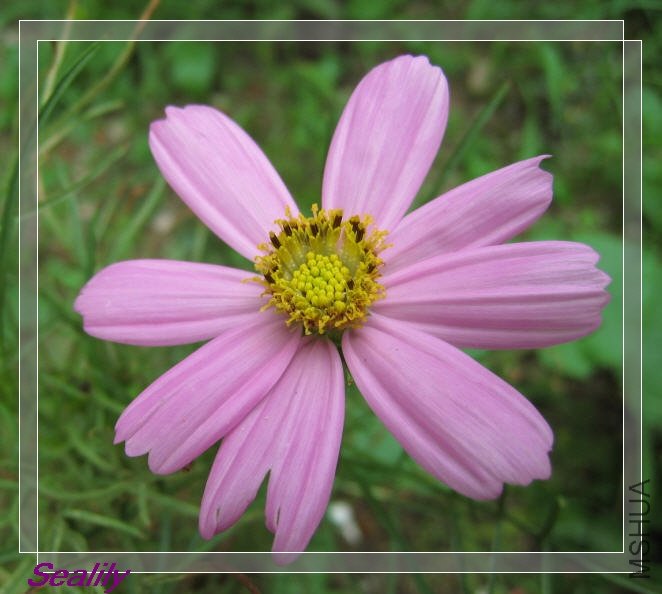 2009-08-23 ¥��˭�˼����˲�˹��-do.jpg