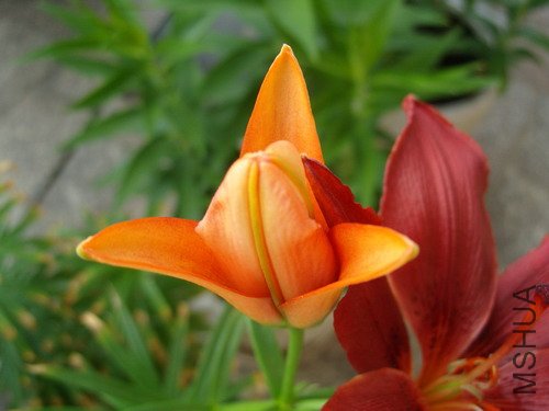 Ϊʲô��һ���ǳ�ɫ����?