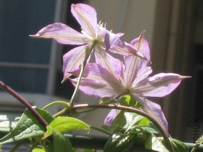 �����������д����ϧ�Ĳ�����������ӣ����Ʒ�ֿ����껨ʱ������Ļ��ͻ�ɫ�ܽӽ���