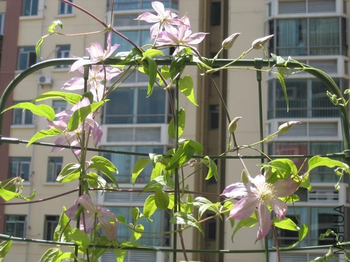 ����8-21�յ�����! ���ϸ��˶仨����д, ���������󻨰������ɼ���������׳�۵����Ӱ�!