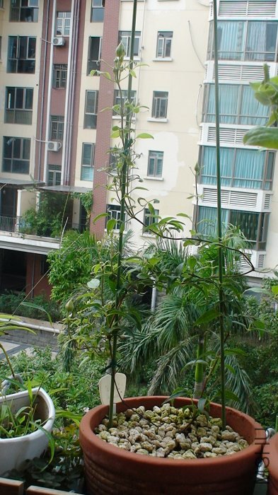 ������ǰ8-9�յİ�׿÷���֦�����ǻ��٣����ҳ��������������һֱ���������