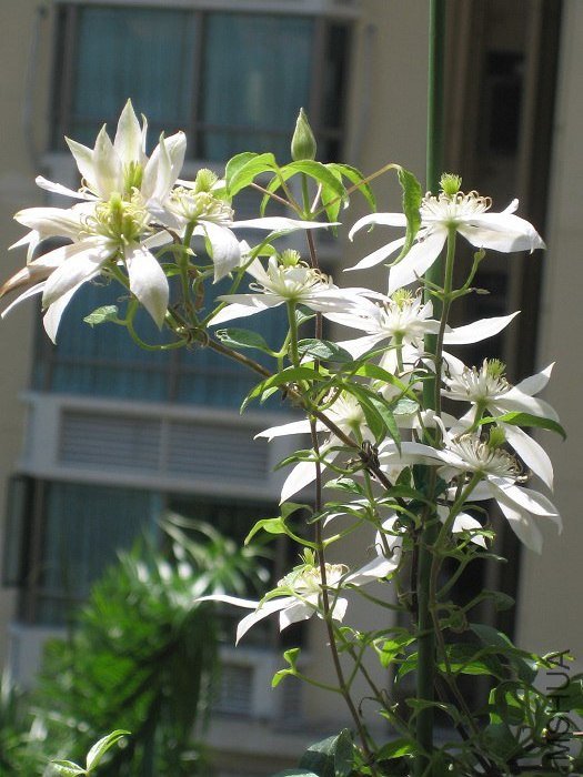 �ȿ���������һ�Ѷѻ�����׵�����һ������