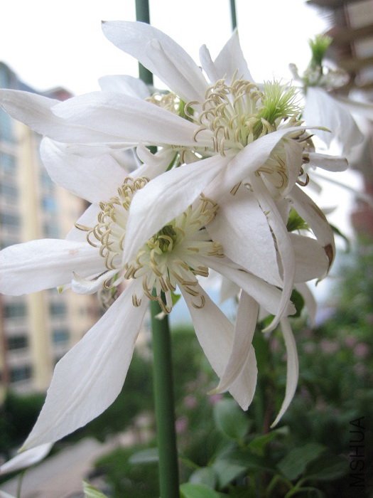 ����8-23��, �ٿ������Ļ�����д! ���Ա�һ�£��������ɫ�Ļ��꣡