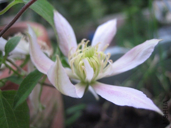 8-23��, �¿���һ��, ֻ�������˵��ɫ��! ������ȫ���ǰ�ɫ��!