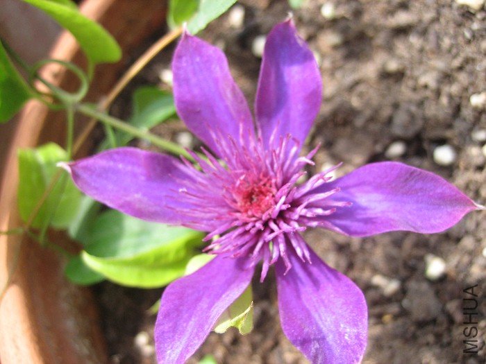 8-27��, �����µĶ���! ��С, ����һ��, ����ֻ��6CM. ____����������ĵڶ�ʮ���������Ʒ��! �����ϵ�ͼƬ ...