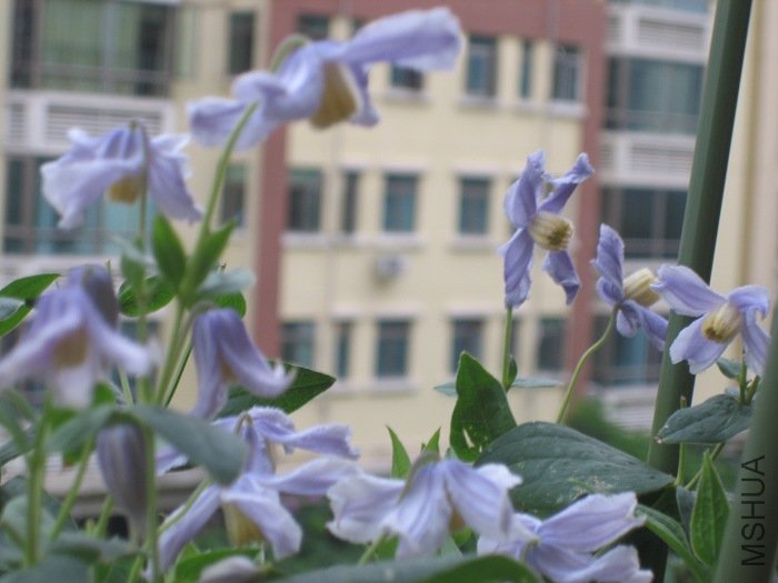 8-23��, ���˲л�, �ֽ�����ˮ, �����Ͼ�����������! ���������������Ӱ�!