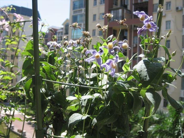 ����8-21�ջ���������ӣ����۵Ĳл�����