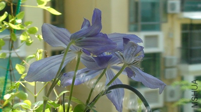 ����8-21�գ������󿴵����Ķ仨��������һ���Ѿ���л�ˣ�����һ�������¿���