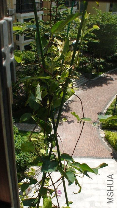 ����8-21���ĵģ��ĵû���������������ԱȽϳ�������֦����֦Ҫ�ֵö�ö࣬���Һܽ�����