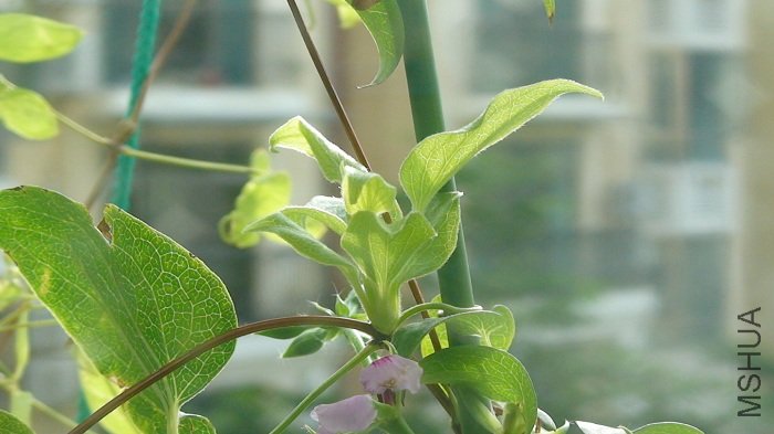 ֵ��һ����ǣ�8-9����֮ǰ�����ȵײ�֦���ĳ�����һ����׳����ѿ�������󳤳���һ�����ȴ�δ���������׳�� ...