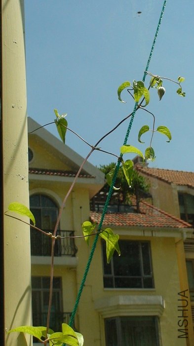 8-21�գ���������֦�����Ѿ�����һ������Ļ��٣�����һ��ҶҸ��ķ��٣����ǲ�֪Ӫ���Ƿ���ȫ�������� ...