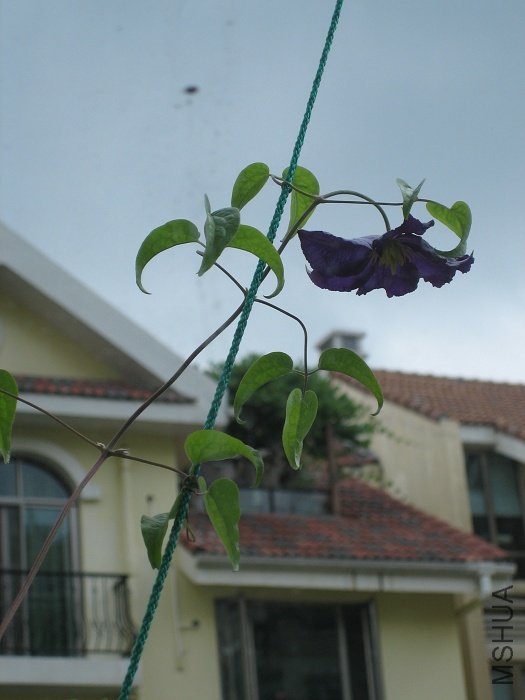 8-24��, �����ٵĻ��ٴ���! ��ظ߸ߵع��ڿ���, ����ǰ�Ŀ���λ��Ҫ�߳�������֮һ��ֲ��߶���!