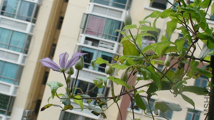 ����8-9����֮ǰ������, �տ�ʼ���������кö�Ļ�����! ����Ҳ�Ǻö�Ĳл�,����ʢ���ľ�ֻ������!