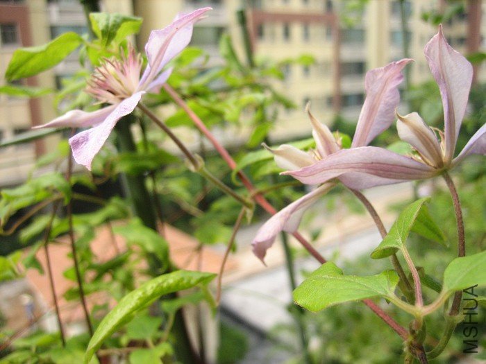 8-24��, ֻ��������, �������Ļ��ͻ�ɫ����³��˹����!ֻ�Ǳ���³��˹�Ļ���ҪС�ö�����