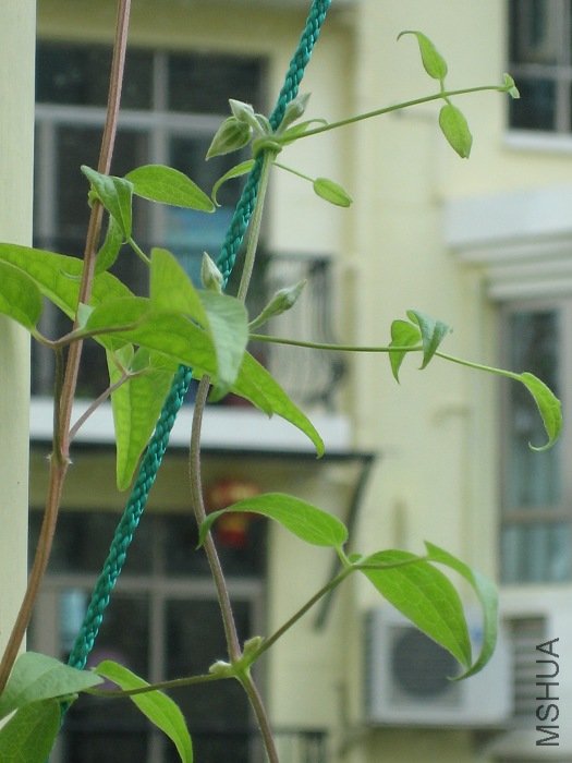 ����8-25�յĻ���, �������ٳ����˺ܶ࣬����Ҳ�����˺ܶ�, С��Ҳ������ץס�������Ǹߵ���һ֦!