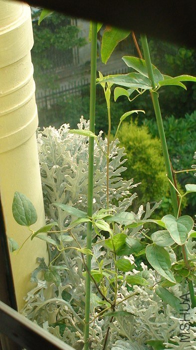 ����8-9�գ���֮ǰ�ճ����֦��������ϸ����������֦��